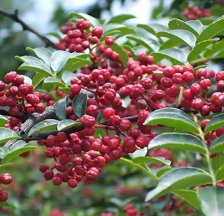 秦安花椒