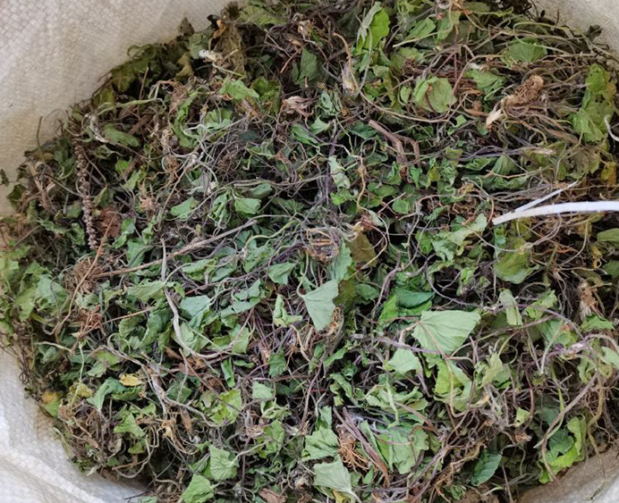 积雪草